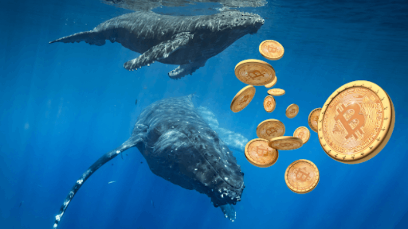 Bitcoin Whales‘ $3B Stash Surge enthüllt in Januar Daten