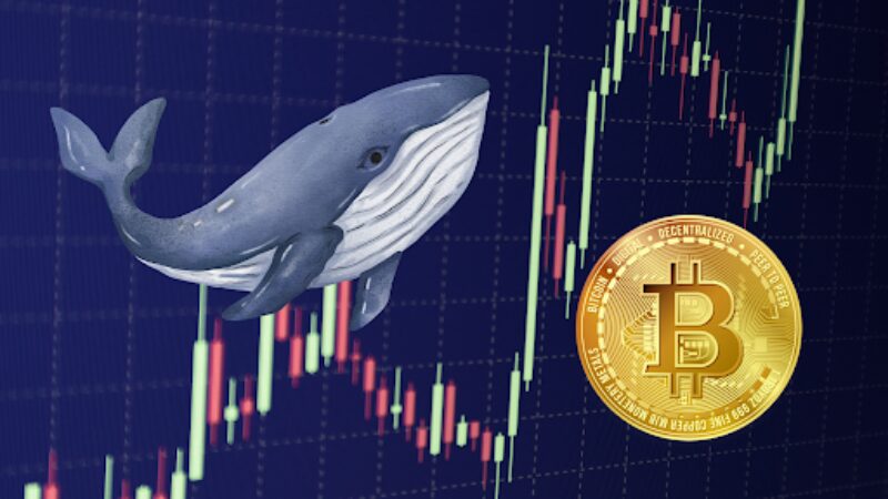 Whale-geführter Bitcoin-Anstieg durchbricht $44K-Marke, weitere Gewinne in Sicht?